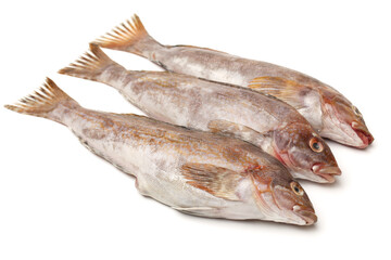 Grouper Fish on white background