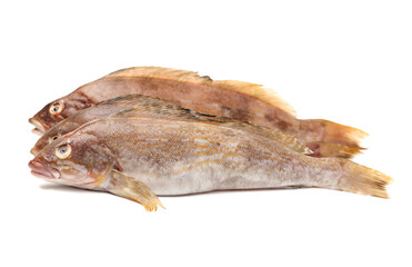 Grouper Fish on white background