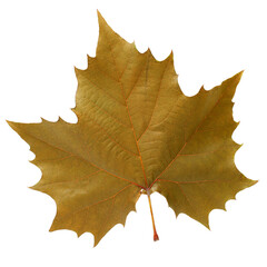 Grape leaf on white background