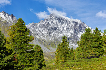 Young Siberian cedars on the background of a mountain peak