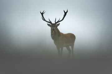 Mystical foggy landscape with a Red Deer. A large Royal Stag with huge antlers stands and looks directly into the camera. Close-up. Eyes to eyes. Trophy.