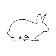 rabbit