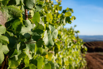 Looking down rows of vines in an Oregon vineyard, sunlight touching leaves and bare earth below.