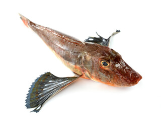 Tub gurnard in studio