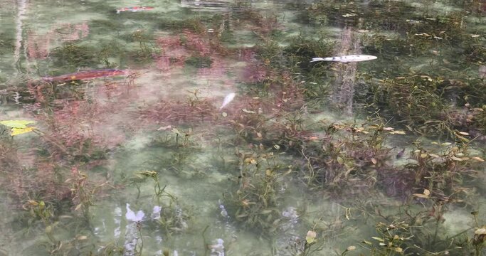 名もなき池（通称、モネの池）
