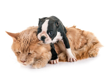 maine coon cat and little dog