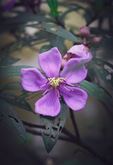 Tibouchina semidecandra, the princess flower, glory bush, or lasiandra with leaf high resolution
