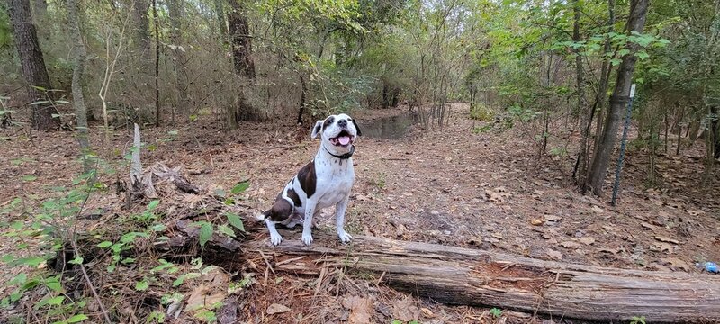 Happy Pitty Potrait