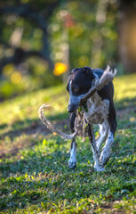 Ruby is Playing With Rope