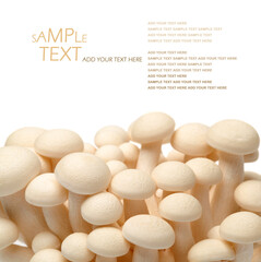 Fototapeta na wymiar White beech mushrooms on white background 
