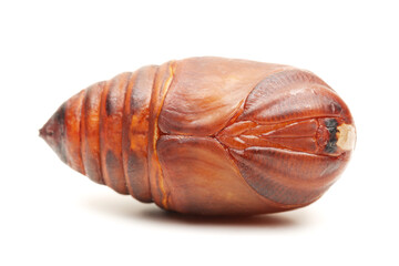 chrysalis silkworm ,silk worm cocoon on white background 