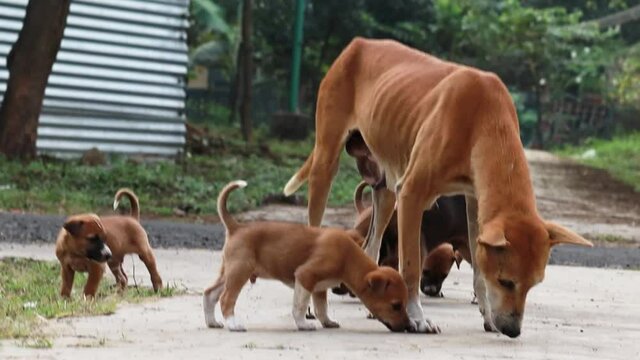 street dogs and puppies
