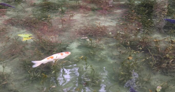 名もなき池（通称、モネの池）