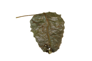 Dried leaves of banyan tree isolated on white background.