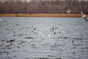 Seagulls on a cold, windy autumn day on the water surface of the river.
