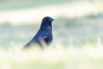 Corvus corone Carrion crow in close view