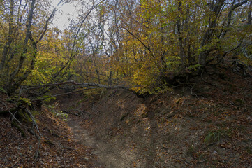 Trail in a small mountain gorge.