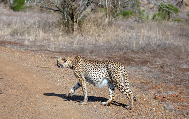 Cheetah with full stomach walking in South Africa