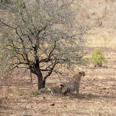 Cheetahs resting in shade in Africa