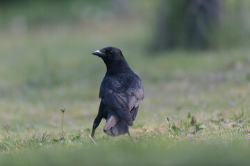 Corvus corone Carrion crow in close view