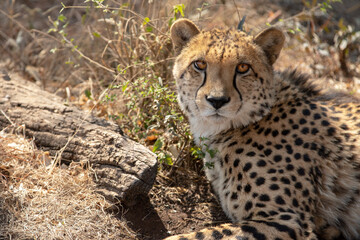 Cheetah looking at camera  in South Africa