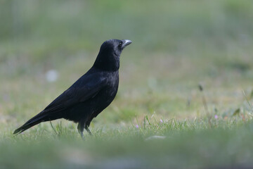 Corvus corone Carrion crow in close view