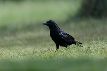 Corvus corone Carrion crow in close view