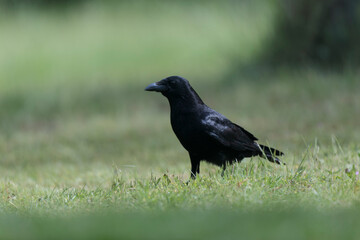 Corvus corone Carrion crow in close view