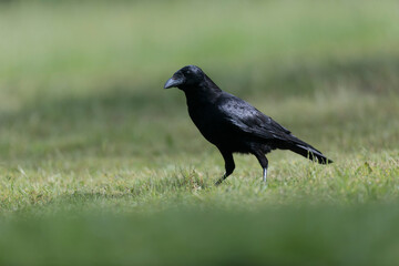 Corvus corone Carrion crow in close view