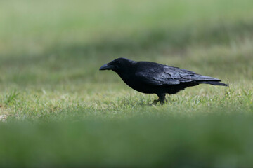 Corvus corone Carrion crow in close view