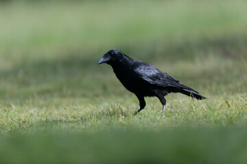 Corvus corone Carrion crow in close view