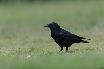 Corvus corone Carrion crow in close view