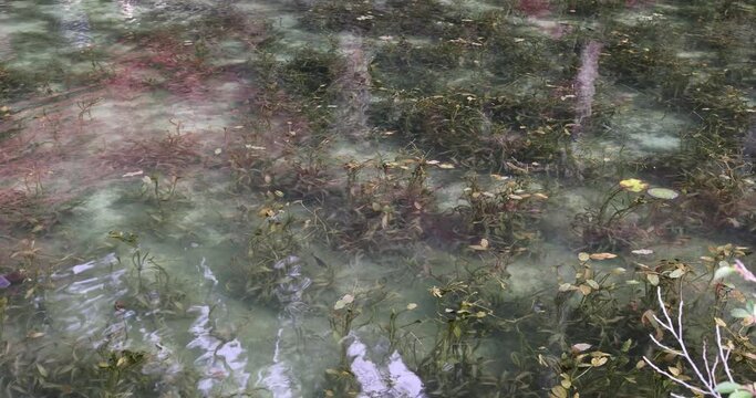 名もなき池（通称、モネの池）