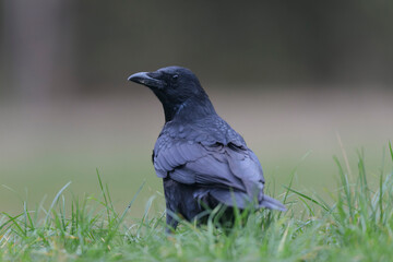 Corvus corone Carrion crow in close view