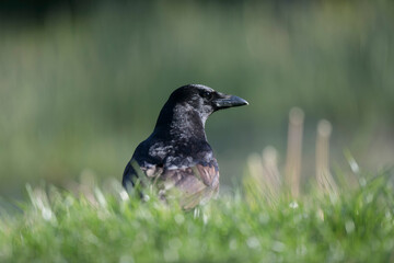 Corvus corone Carrion crow in close view