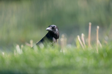 Corvus corone Carrion crow in close view
