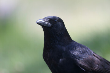 Corvus corone Carrion crow in close view