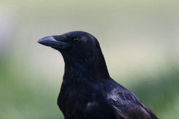 Corvus corone Carrion crow in close view