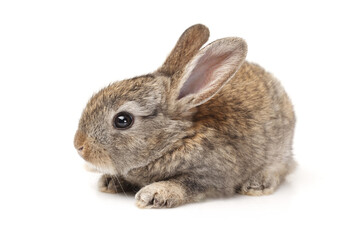 baby brown rabbit isolated on white background