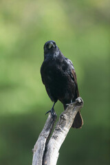 Corvus corone Carrion crow in close view