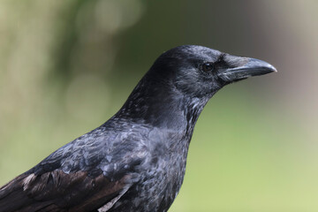 Corvus corone Carrion crow in close view