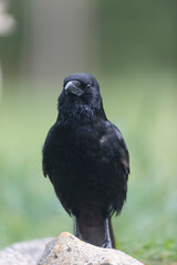 Corvus corone Carrion crow in close view