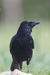 Corvus corone Carrion crow in close view