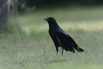 Corvus corone Carrion crow in close view
