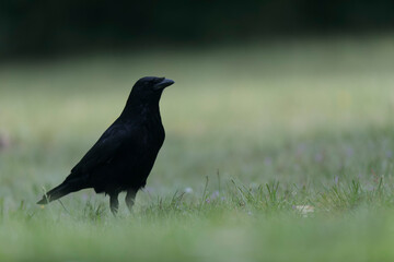 Corvus corone Carrion crow in close view
