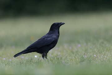 Corvus corone Carrion crow in close view