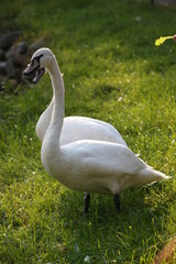 white swan on the lake