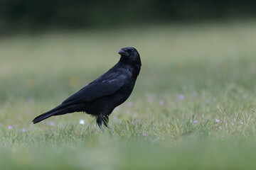 Corvus corone Carrion crow in close view