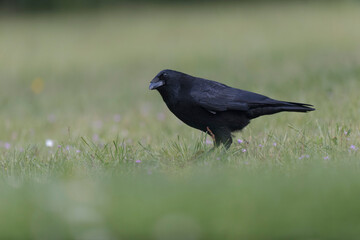 Corvus corone Carrion crow in close view