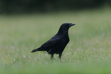 Obraz premium Corvus corone Carrion crow in close view